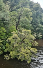 Lagarostrobos franklinii