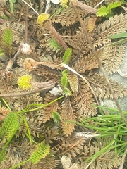 Leptinella pusilla