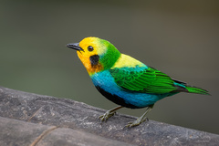 Chlorochrysa nitidissima