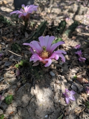 Echinocereus berlandieri