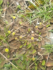 Leptinella pusilla