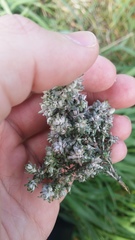 Austrotephritis cassiniae