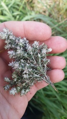 Austrotephritis cassiniae