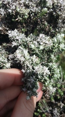 Austrotephritis cassiniae