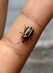 Leptinotarsa tlascalana