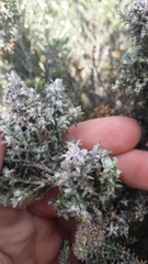 Austrotephritis cassiniae