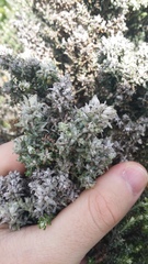 Austrotephritis cassiniae