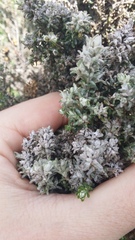 Austrotephritis cassiniae