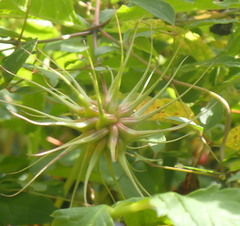 Clematis crispa