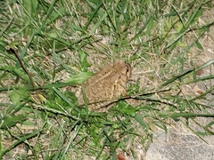 Anaxyrus americanus charlesmithi