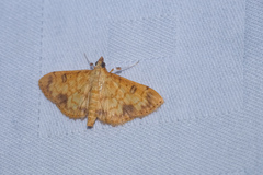 Pyrausta ochracealis