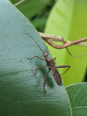 Riptortus abdominalis