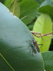 Riptortus abdominalis