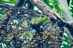 Amazona vittata