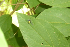 Amata sperbius