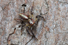 Cytaea alburna