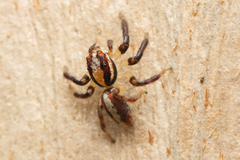 Cytaea alburna