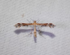 Dejongia californicus