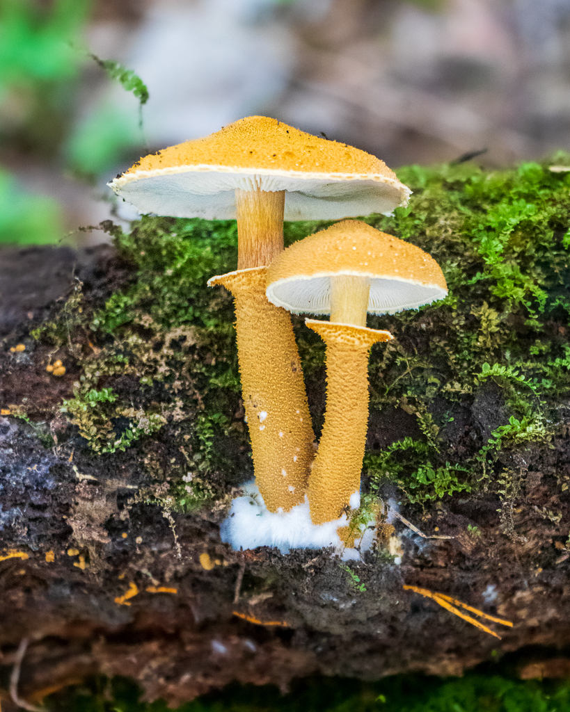 Cystoderma granosum