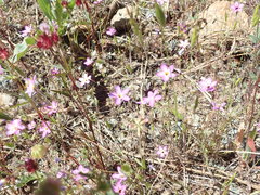 Leptosiphon ambiguus