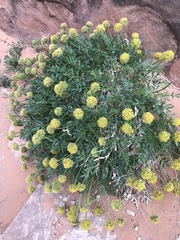 Lomatium latilobum