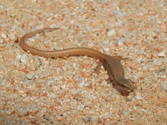 Elgaria paucicarinata