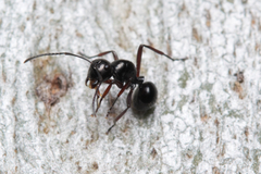 Polyrhachis pilosa