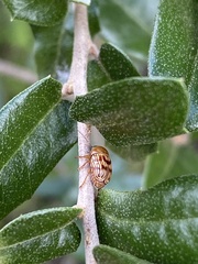 Cryptocephalus fulguratus