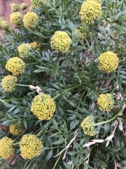 Lomatium latilobum