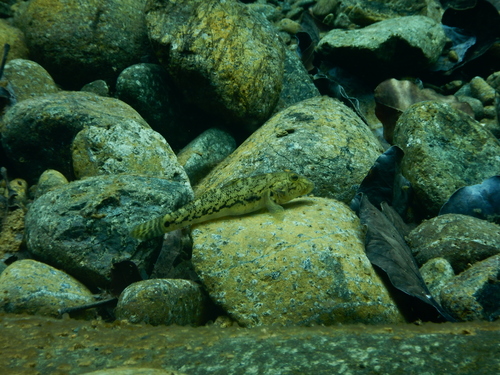 Oopu Nakea (Awaous guamensis) — Gobiidae — 5