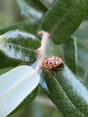 Cryptocephalus fulguratus