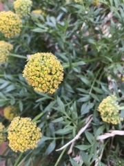 Lomatium latilobum