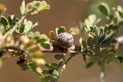 Tanaostigmodes howardii