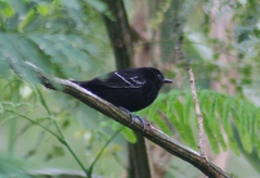 Cercomacra nigricans