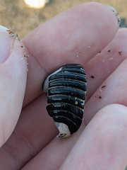 Nerita costata