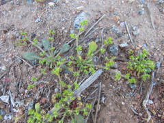 Chorizanthe procumbens