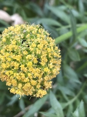 Lomatium latilobum