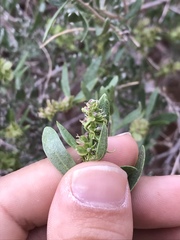 Grayia brandegeei