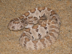 Crotalus enyo