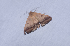 Ophiusa trapezium