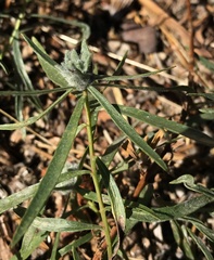 Asclepias fascicularis