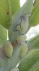 Eriococcus pohutukawa