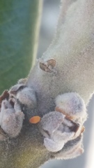 Eriococcus pohutukawa