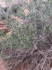 Grayia brandegeei