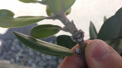 Eriococcus pohutukawa