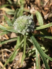 Asclepias fascicularis