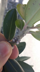 Eriococcus pohutukawa