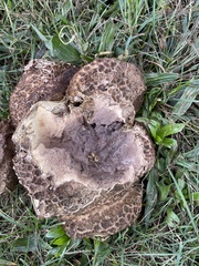 Calvatia cyathiformis