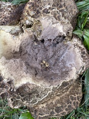 Calvatia cyathiformis