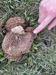 Calvatia cyathiformis